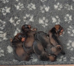 5 Ruhåret Gravhund til salg på købhund.dk