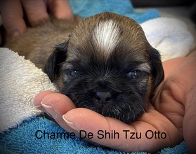 4 Shih Tzu til salg på købhund.dk