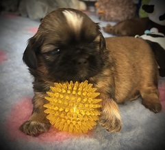 4 Shih Tzu til salg på købhund.dk