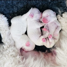 3 Coton de Tulear til salg på købhund.dk