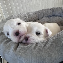 3 Coton de Tulear til salg på købhund.dk