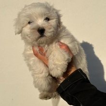 3 Coton de Tulear til salg på købhund.dk