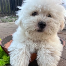 3 Coton de Tulear til salg på købhund.dk