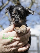 4 Prazský Krysarik til salg på købhund.dk