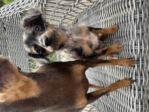 4 Prazský Krysarik til salg på købhund.dk