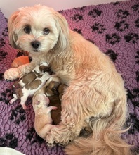 8 Lhasa Apso til salg på købhund.dk