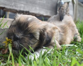 8 Lhasa Apso til salg på købhund.dk