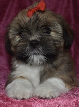 8 Lhasa Apso til salg på købhund.dk