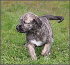 9 Irsk Ulvehund til salg på købhund.dk