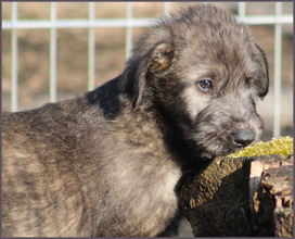 9 Irsk Ulvehund til salg på købhund.dk