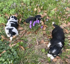 5 Bichon Havanais til salg på købhund.dk