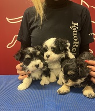 5 Bichon Havanais til salg på købhund.dk