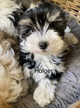5 Bichon Havanais til salg på købhund.dk