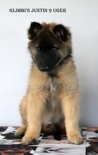 7 Belgisk Hyrdehund, Tervueren til salg på købhund.dk