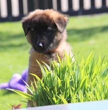 5 Belgisk Hyrdehund, Tervueren til salg på købhund.dk