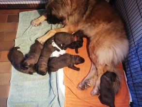 7 Leonberger til salg på købhund.dk