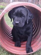 3 Labrador Retriever til salg på købhund.dk