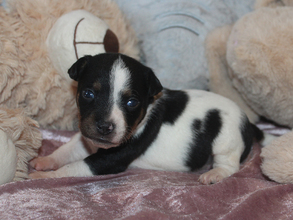 9 Dansk/Svensk Gårdhund til salg på købhund.dk