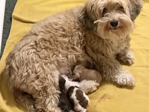 3 Bichon Havanais til salg på købhund.dk