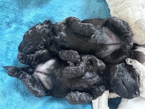 5 Pudel, stor til salg på købhund.dk