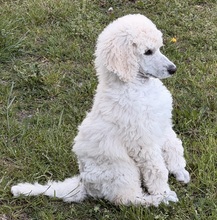 5 Pudel, stor til salg på købhund.dk