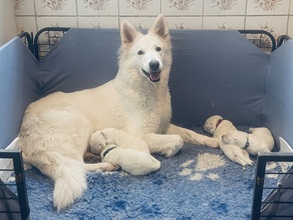 4 Hvid Schweizisk Hyrdehund til salg på købhund.dk