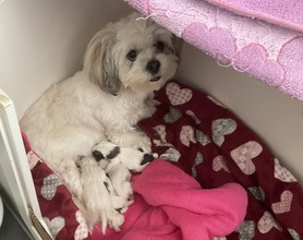 4 Lhasa Apso til salg på købhund.dk