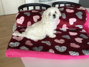 4 Lhasa Apso til salg på købhund.dk