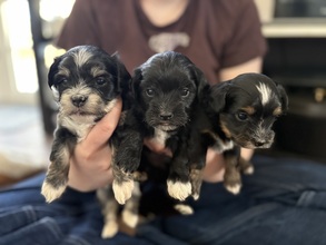 5 Bichon Havanais til salg på købhund.dk