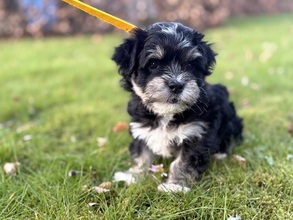 5 Bichon Havanais til salg på købhund.dk