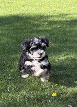 5 Bichon Havanais til salg på købhund.dk