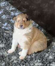 5 Collie til salg på købhund.dk