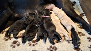 6 Labrador Retriever til salg på købhund.dk