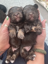 6 Bichon Havanais til salg på købhund.dk