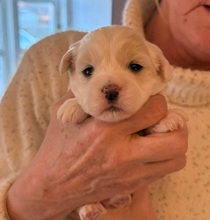 3 Coton de Tulear til salg på købhund.dk