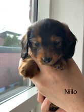 5 Langhåret Dværg Gravhund til salg på købhund.dk