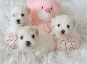 3 Coton de Tulear til salg på købhund.dk