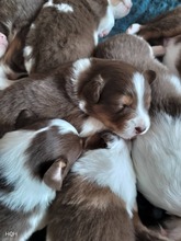 9 Australian Shepherd til salg på købhund.dk