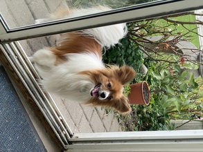 5 Papillon til salg på købhund.dk