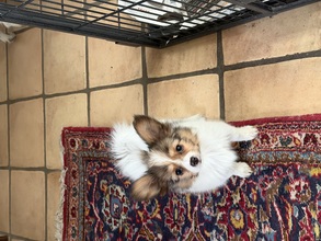 5 Papillon til salg på købhund.dk