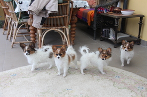 5 Papillon til salg på købhund.dk