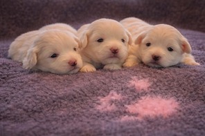 3 Coton de Tulear til salg på købhund.dk