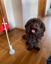 5 Bichon Havanais til salg på købhund.dk