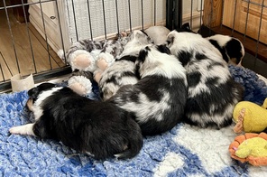 5 Shetland Sheepdog til salg på købhund.dk