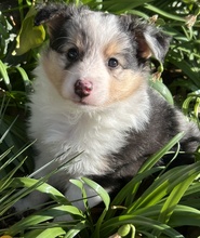 5 Shetland Sheepdog til salg på købhund.dk