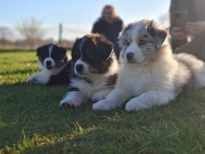 8 Australian Shepherd til salg på købhund.dk