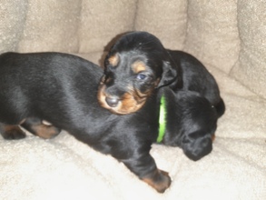 4 Langhåret Gravhund til salg på købhund.dk