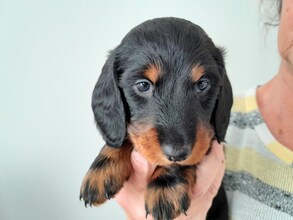 4 Langhåret Gravhund til salg på købhund.dk