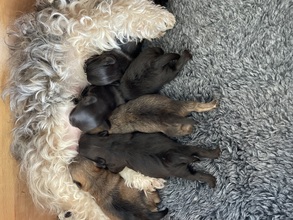 5 Bichon Havanais til salg på købhund.dk