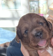 5 Bichon Havanais til salg på købhund.dk